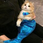 Mermaid Cat Costume Funny Photo Prop Clothes - Image 12