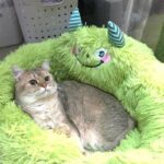 Green Monster Cat Sofa Fluffy Cat Bed Couch - Image 23