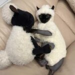 Sheep Funny Costume Hairless Cat Halloween Clothes - Image 5