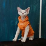 Cat Clothes Sphynx Hairless Cat Hoodie - Image 10