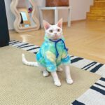 Gradient Sphynx Cat Clothes Warm Hooded Sweater - Image 13