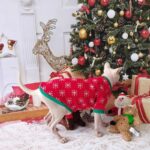 Christmas Sphynx Cat Sweater Hat Set Clothes - Image 8