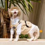 Sphynx Cat Vest 3 Color Devon Hairless Cat Clothes - Image 8