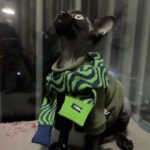 Solid Color Warm Sphynx Hairless Cat Green Clothes - Image 8