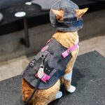 Cowboy Hairless Cat Clothes Hat Sphynx Leash - Image 14