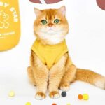Rugby Star Cat Vest 4 Colors Pet Clothes