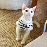 Cute Zebra Stripe Warm Clothes for Hairless Cats - Image 11