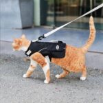 Cowboy Hairless Cat Clothes Hat Sphynx Leash - Image 28