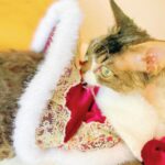 Sphynx Cat Clothes Warm Upscale Couple Cape - Image 13
