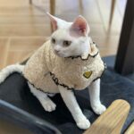 Soft Lambswool Hairless Cat Clothes - Image 2