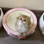 Cute Pig Cat Bed Round Scratching Pad - Image 15