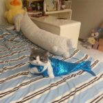 Mermaid Cat Costume Funny Photo Prop Clothes - Image 11